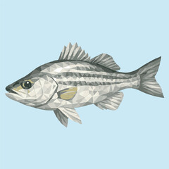 Fototapeta premium white bass fish with low poly art, eps 10 illustration