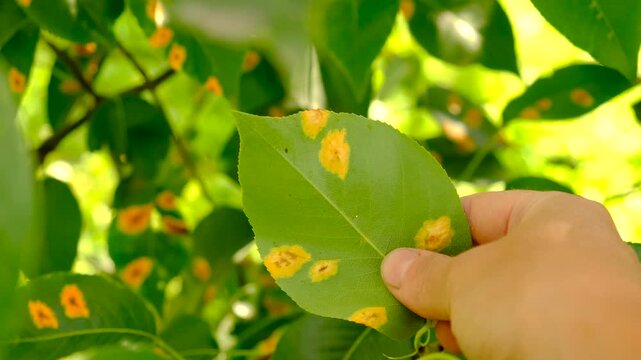Yellow spots on pear leaves. Selective focus.