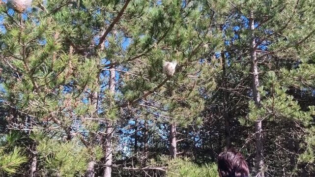 Woman pointing at pine processionary moth nests