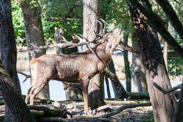 Fototapete bei efototapeten.de bestellen   