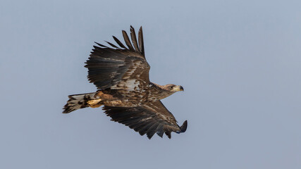 Fototapeta premium White-tailed eagle in China
