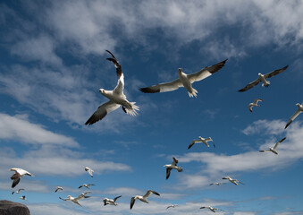 Fototapeta premium A flock of gannets soar through a blue sky with scattered clouds. These seabirds are known for their spectacular diving techniques when hunting for fish.