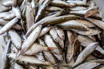 Obraz premium Detail of fresh silver fish at a traditional Mediterranean market