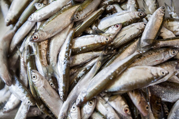 Obraz premium Detail of fresh silver fish at a traditional Mediterranean market
