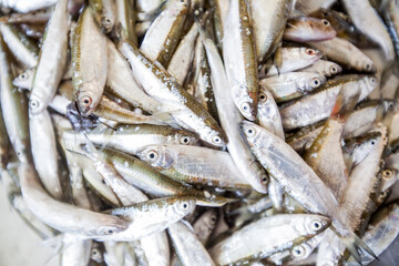 Fototapeta premium Detail of fresh silver fish at a traditional Mediterranean market