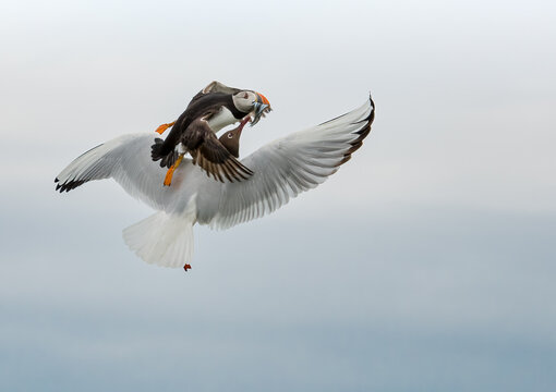 A puffin carrying fish in its beak is attacked by a seagull in mid-air, a dramatic struggle for food.