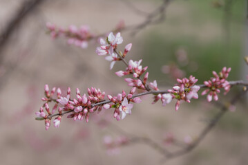 Obraz premium A close-up of delicate pink and white cherry blossom flowers on a branch. The background is softly blurred, emphasizing the blossoms.
