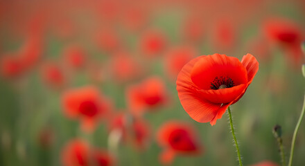 Naklejka premium A close-up view of a vibrant red poppy standing tall in a lush green field of many poppies on a sunny day.