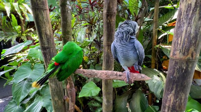 Two Parrots Sitting on Tree Branch Among Tropical Plants