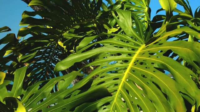 Monstera deliciosa, the Swiss cheese plant or split-leaf philodendron is a species of flowering plant. Family Araceae. Mauna Kea Beach Hotel, The Big Island (Hawaiʻi Island).