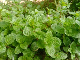mint leaves in the garden © Neha