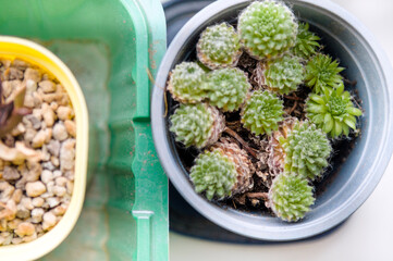 potted home plants overhead