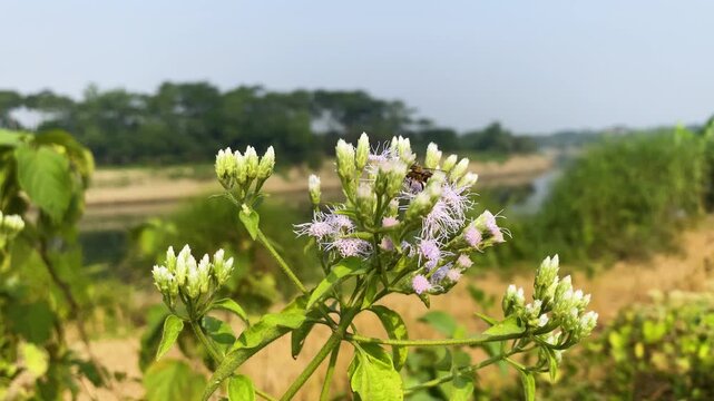 Insect bee collecting nectar from blooming flower in rural bangladesh.