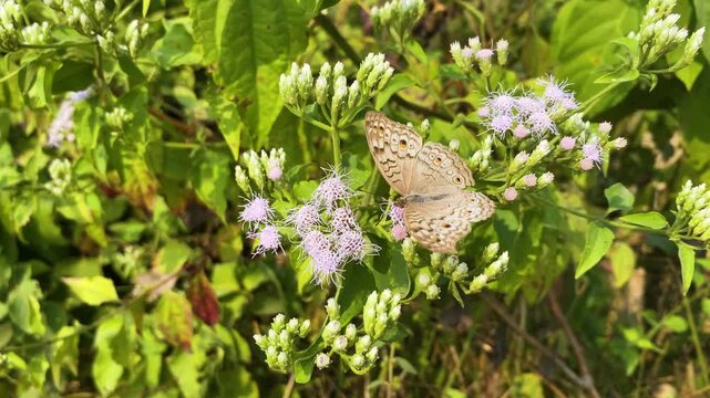 Grey Pansy butterfly resting on Ban Motmatiya flower in rural bangladesh.