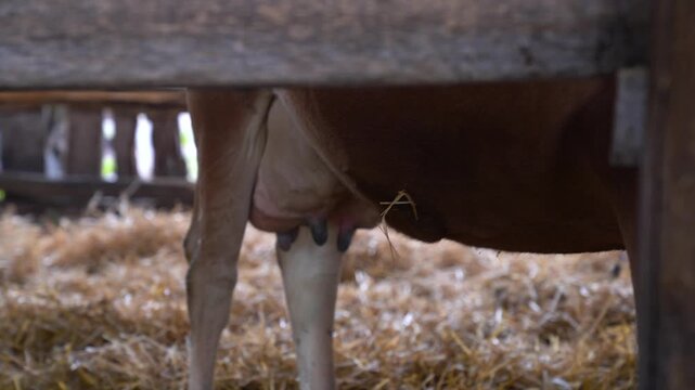 Bovine mammal udder and teats for milk production, representing animal husbandry on a ranch