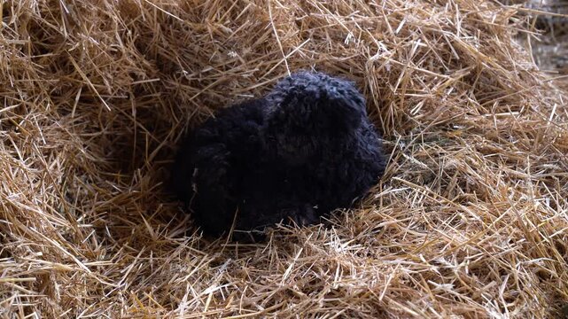 Hungarian Puli puppy resting on straw, black fluffy dog breed in farm