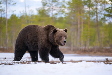 Wild brown bear walking on snowy bog early in the spring