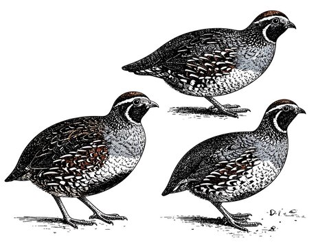 A detailed illustration of three quails