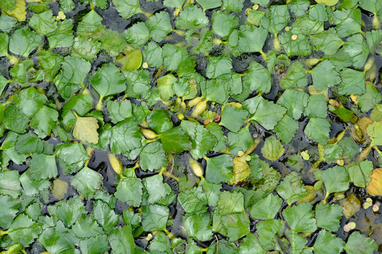 Water chestnut leaves - Latin name - Trapa natans
