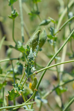 Yellow horned poppy flower buds - Latin name - Glaucium flavum