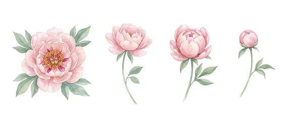 Watercolor Pink Peony Flower Bud and Bloom Set isolated PNG with Transparent Background