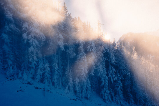 Sun shines through fog and snow covered trees on mountain in winter