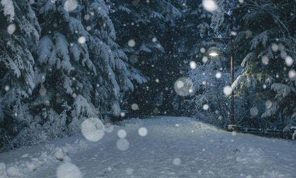 View of snowy path through forest with falling snow