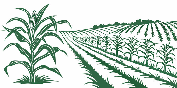 A green illustration of a cornfield with rows of crops growing in the soil Vector