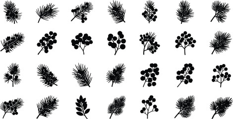 Black silhouettes of various pine branches and berries on white background © Mofajjol