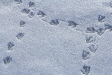 Footprints in fresh snow reveal the journey of wildlife across a winter landscape under a clear blue sky in the early morning light