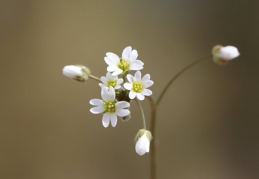 Draba verna (syn. Erophila verna) small spring flower