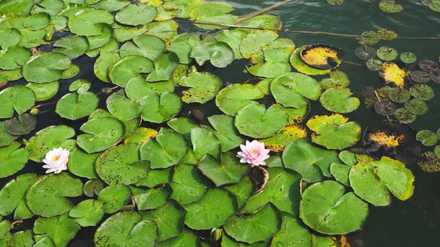 Water lilies floating on dark water with green pads and delicate pink blossoms