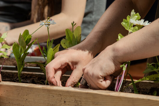 Gardening activity with hands planting flowers in a wooden box on a sunny day at a community garden