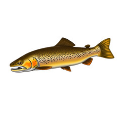 Fototapeta premium brown trout is a widely distributed salmonid fish found in cold, well-oxygenated rivers, streams, and lakes across Europe and beyond. It has a streamlined body with brown-gold coloration and distincti