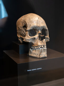 Ancient Homo Sapiens Sapiens Skull On Black Museum Pedestal