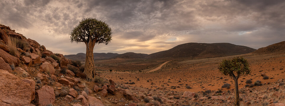 Quiver Trees in Desert Landscape