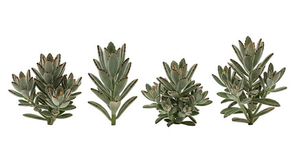 Fototapeta premium Panda plant, Kalanchoe tomentosa, succulent, isolated, black background, houseplant, fuzzy leaves collection showing unique brown-tipped velvety foliage for home decor.