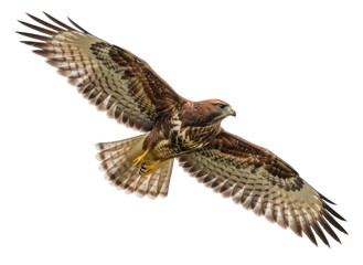 Fototapeta premium Flying Common Buzzard Bird of Prey Isolated on White Background