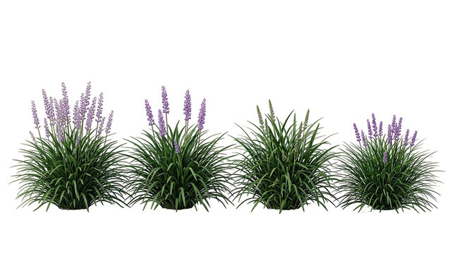 Liriope muscari, ornamental grass, purple flowers, garden plants, landscaping, clumping grass, lilyturf mounds with lavender spikes on a black background for architectural renders.