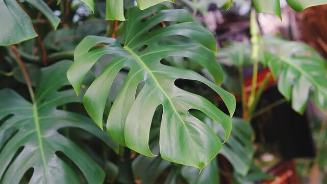 Monstera deliciosa plant leaf detail close up natural greenery indoor plant jungle