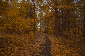 Obraz premium An autumn forest landscape with a road strewn with golden leaves cutting through dense forest. October in Finland