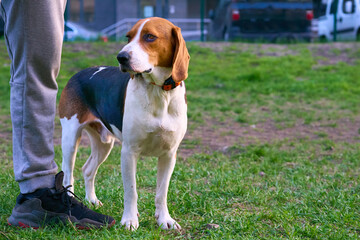 Hunting Beagle dog at the feet of his owner