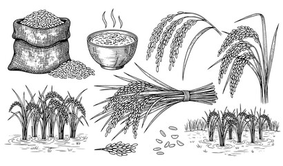 Hand drawn rice farming vector sketch set with grain sack porridge bowl rice ears and field © Sabbir