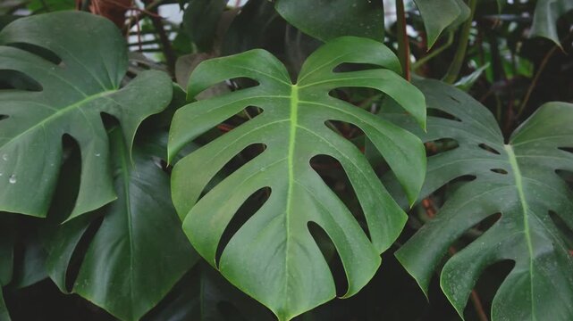 Close up of large green split Monstera deliciosa plant leaves showing natural beauty