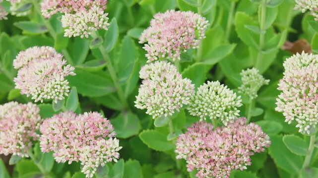 Sedum flower clusters bloom pink and white against lush green leaves in garden.