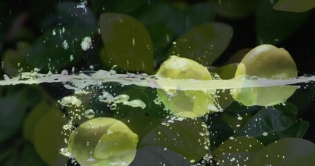 Floating cluster of yellow lemons bobbing at waterline in garden, with splashes, bubbles, leaves