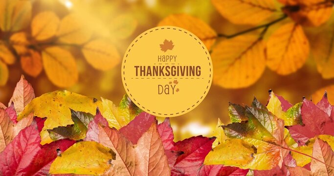 Displaying circular Thanksgiving badge shining at park, with maple icon and fallen leaves