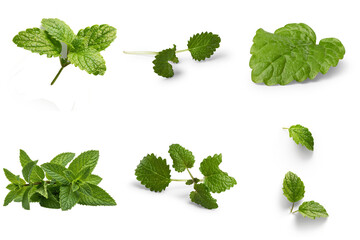 Collection of fresh green mint leaves and sprigs, isolated on transparent background for culinary, health. © Shani