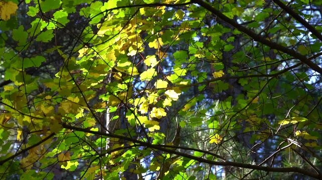 Sunlight Through Forest Leaves Moving in Wind, Peaceful Nature Scene