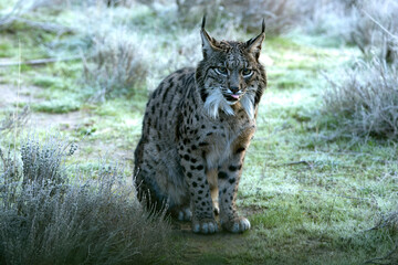 Fototapeta premium Large male Iberian Lynx within its territory in a Mediterranean forest area before sunrise on a cold January day